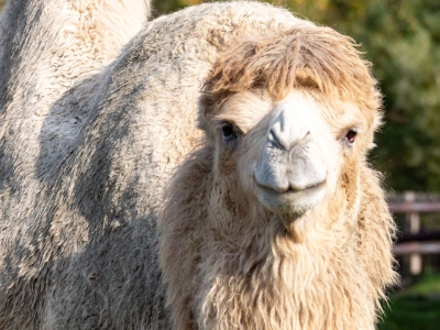 Camello - De Zonnegloed - Dierenpark - Dieren opvangcentrum - Sanctuary